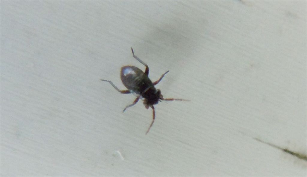 Miridae: Pachytomella passerinii  della Campania (NA)